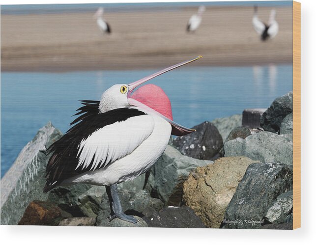 Pelicans Wood Print featuring the digital art Open wide 61063 by Kevin Chippindall