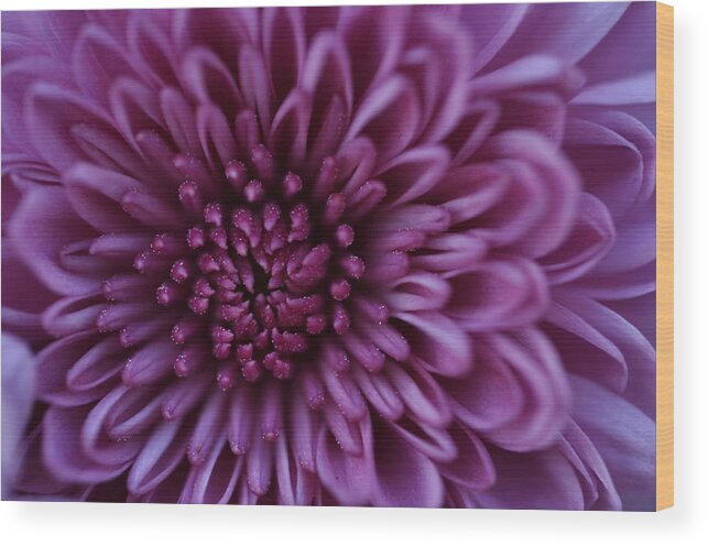 Flower Wood Print featuring the photograph Purple Mum by Glenn Gordon
