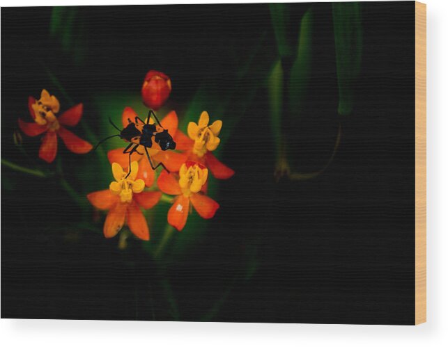 Jay Stockhaus Wood Print featuring the photograph Orange and Black by Jay Stockhaus