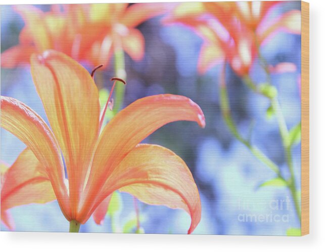 Flower Wood Print featuring the photograph Orange Bloom Happiness by Becqi Sherman