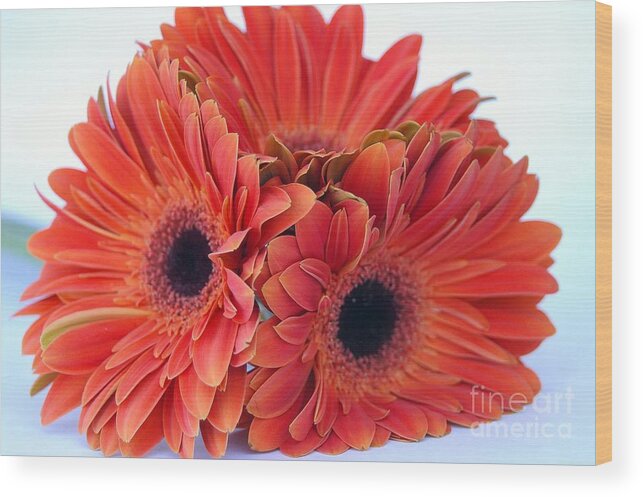 Daisy Wood Print featuring the photograph Orange Crush by DiEtte Henderson