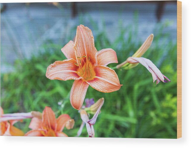Flower Wood Print featuring the photograph Orange Daylily by D K Wall