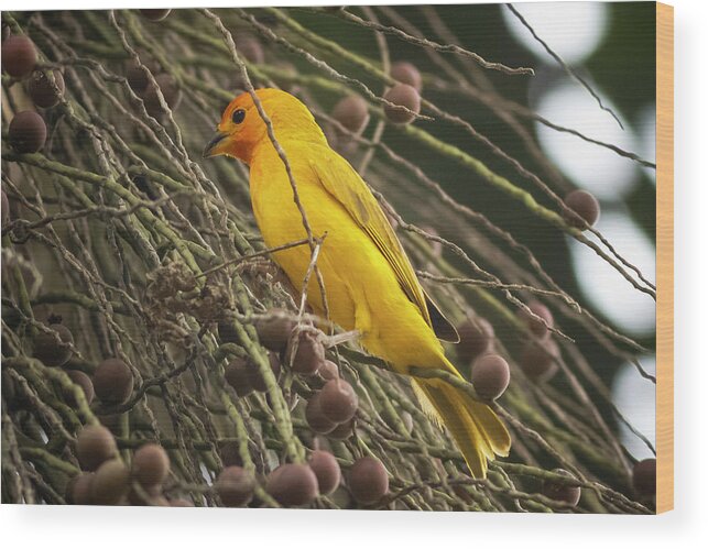 Bird Wood Print featuring the photograph Orange Fronted Yellow Finch Panaca Quimbaya Colombia by Adam Rainoff