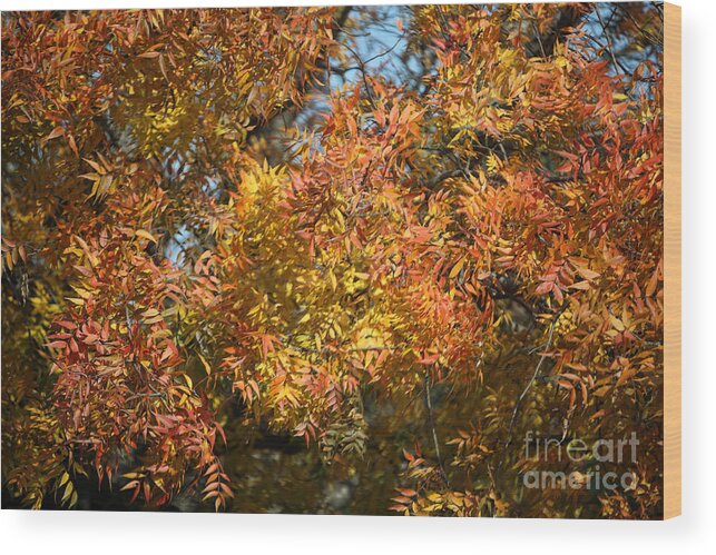Nature Wood Print featuring the photograph Orange Gold Autumn Leaves by Linda Phelps