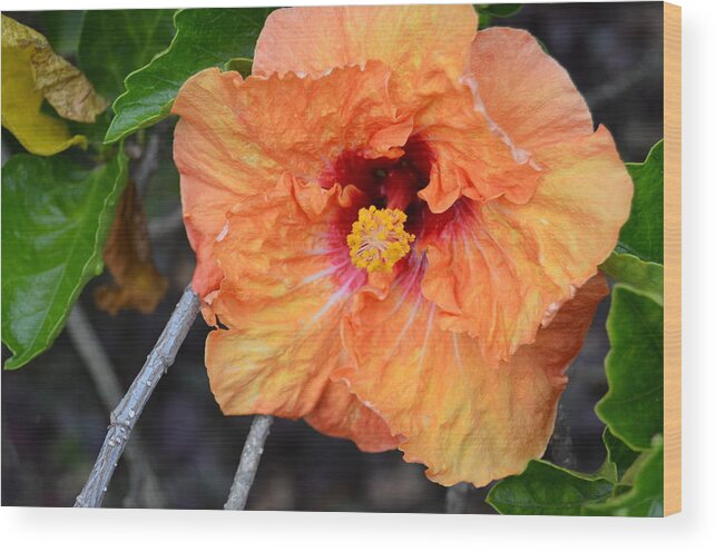 Flower Wood Print featuring the photograph Orange Hibiscus with Ruffled Petals by Amy Fose