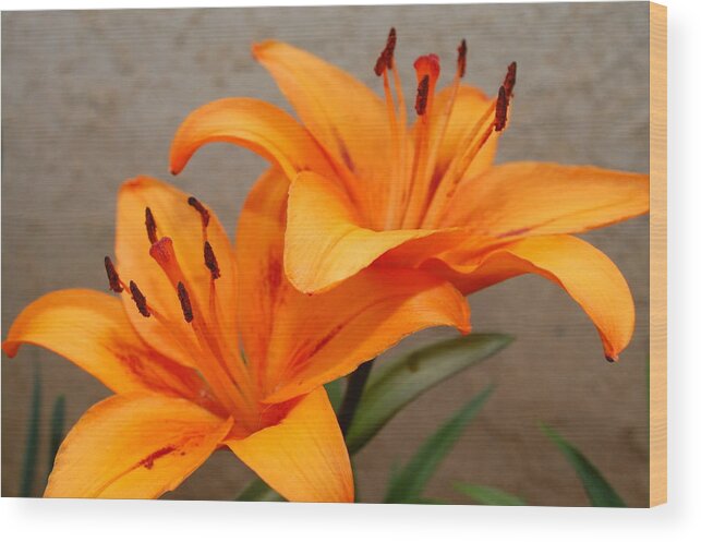 Flower Wood Print featuring the photograph Orange Lilies 2 by Amy Fose