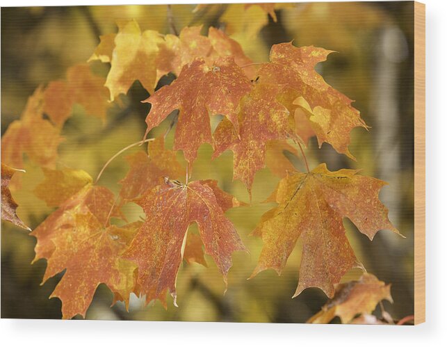 Maple Leaves Wood Print featuring the photograph Orange Maples by Mark Harrington