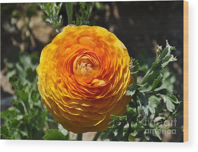 Orange Wood Print featuring the photograph Orange Ranunculus by Bridgette Gomes