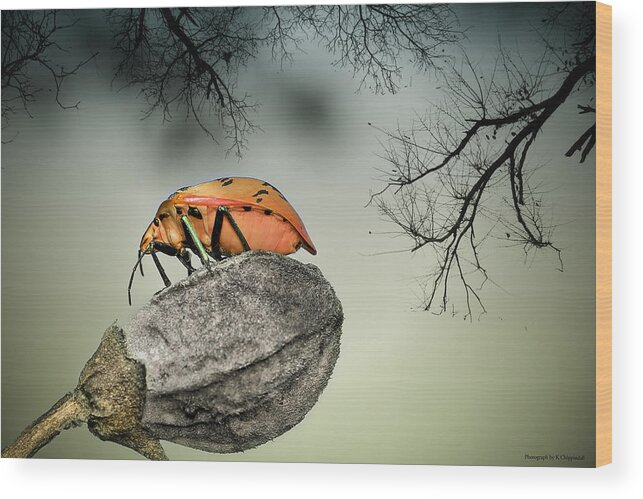 Stink Bug Wood Print featuring the photograph Orange stink bug 001 by Kevin Chippindall
