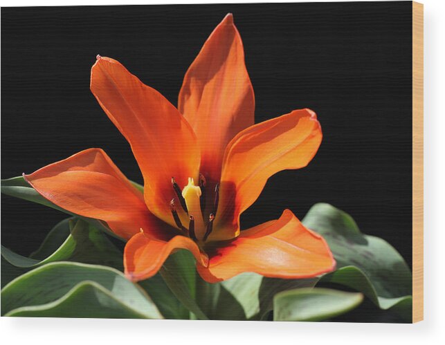 Tulip Wood Print featuring the photograph Orange Tulip by Tammy Pool