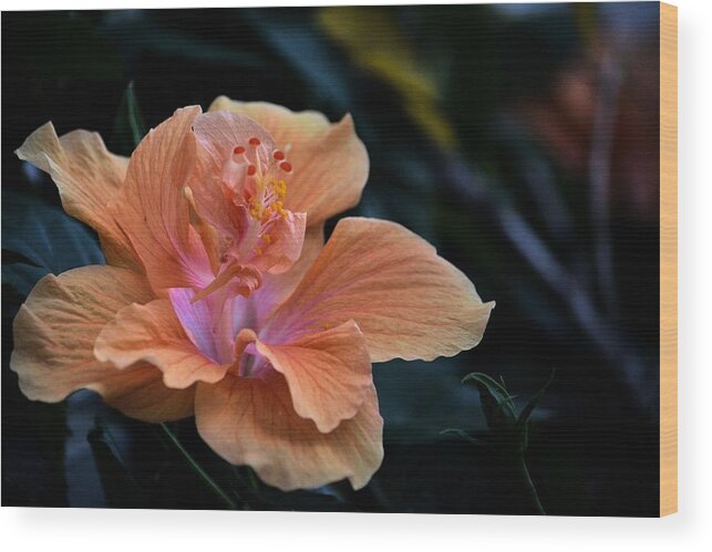 Flowers Wood Print featuring the photograph Orangecicle by Robert McCubbin