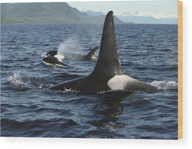 00079588 Wood Print featuring the photograph Orca Pod Surfacing Johnstone Strait by Flip Nicklin