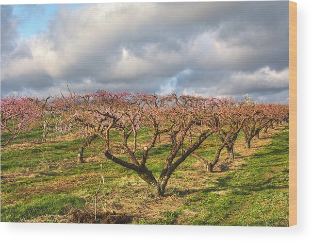 Orchards Wood Print featuring the photograph Orchard In The Sky by Angelo Marcialis