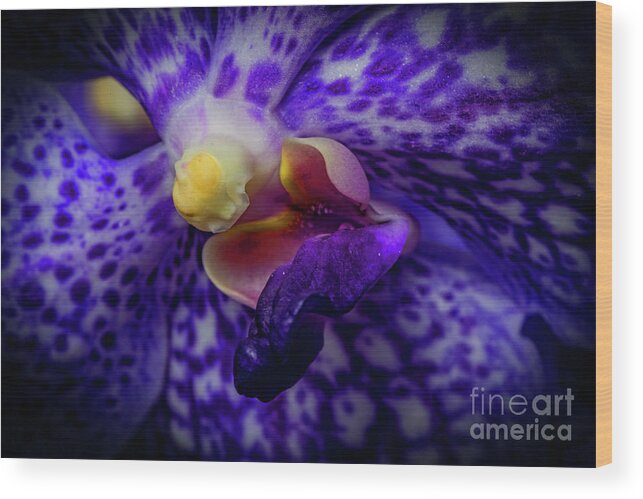Orchid Wood Print featuring the photograph Orchid 2160TG by Doug Berry