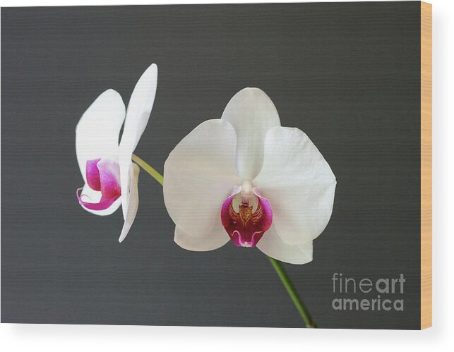 Orchid Wood Print featuring the photograph Orchid Blooms by Laurel Best