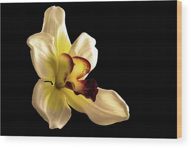 Orchid Wood Print featuring the photograph Orchid by Mike Stephens