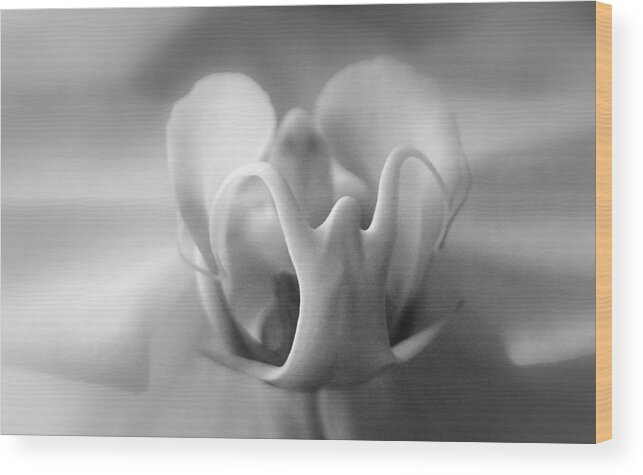 Flower Wood Print featuring the photograph Ghostly Grandeur by Lori Lafargue