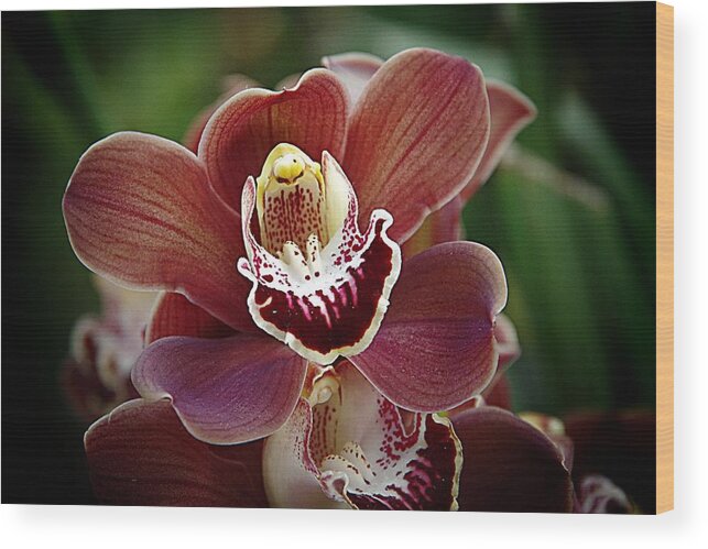 Brown Orchid Wood Print featuring the photograph Orchids 7 by Karen McKenzie McAdoo