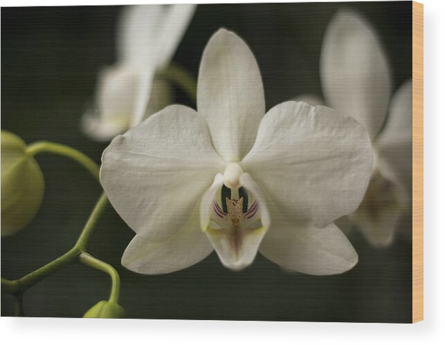 Orchid Wood Print featuring the photograph Orchids by Holly Ross