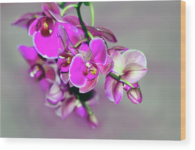 Beautiful Wood Print featuring the photograph Orchids On Gray by Ann Bridges