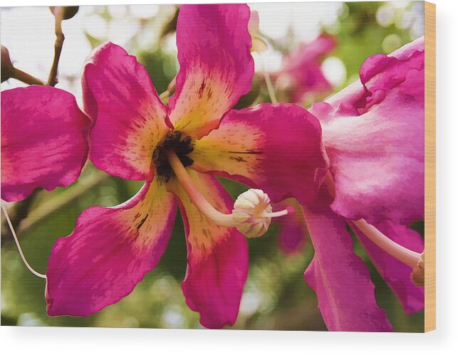 Orchid Wood Print featuring the photograph Orchids by Ricky Barnard