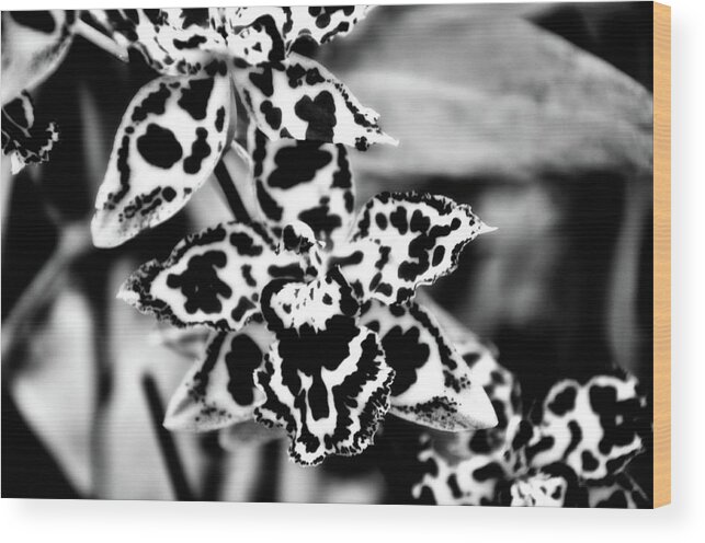 Flowers Wood Print featuring the photograph Orchids by Venura Herath