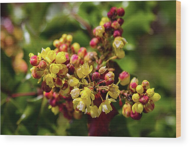 Flower Wood Print featuring the photograph Oregon Grape Holly Flowers by Aashish Vaidya