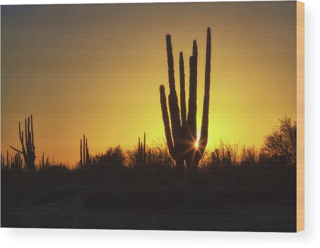 Organ Pipe Wood Print featuring the photograph Organ Pipe cactus by Tatiana Travelways