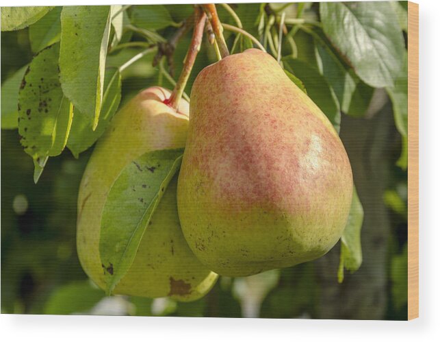Colorado Wood Print featuring the photograph Organic Pears Hanging in Orchard by Teri Virbickis