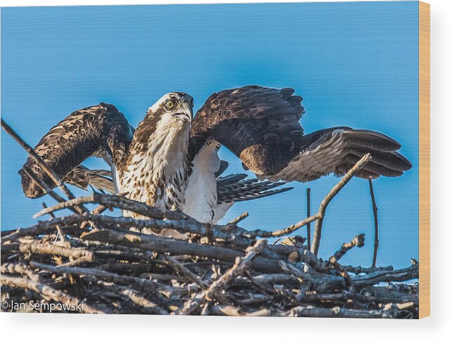 Birds Wood Print featuring the photograph Osprey alert by Ian Sempowski