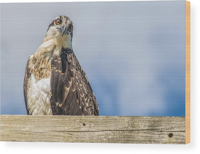 Fish Hawk Wood Print featuring the photograph Osprey by Cathy Kovarik