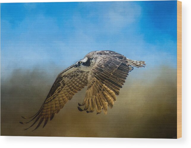 Jai Johnson Wood Print featuring the photograph Osprey Over Pickwick by Jai Johnson