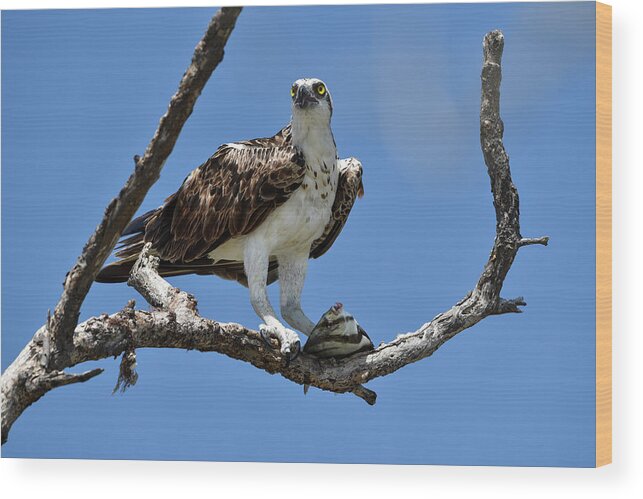 Osprey Wood Print featuring the photograph Osprey Perched with a Fish by Artful Imagery
