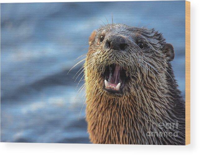 River Otter Wood Print featuring the photograph Otter Nonsense by Julie Adair