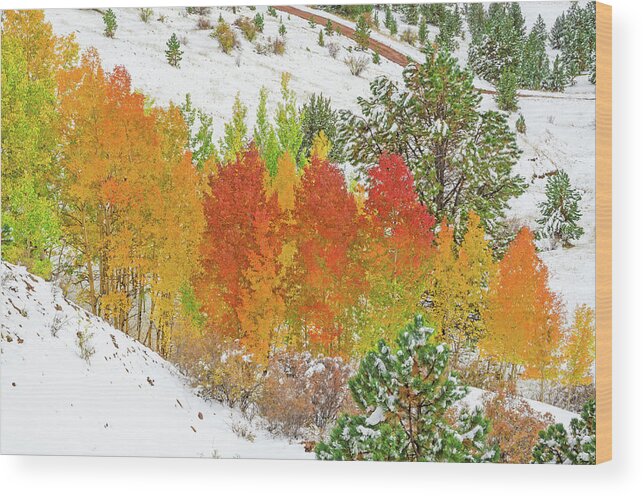 Fall Colors Wood Print featuring the photograph Our Winter Begins Around Mid October. by Bijan Pirnia