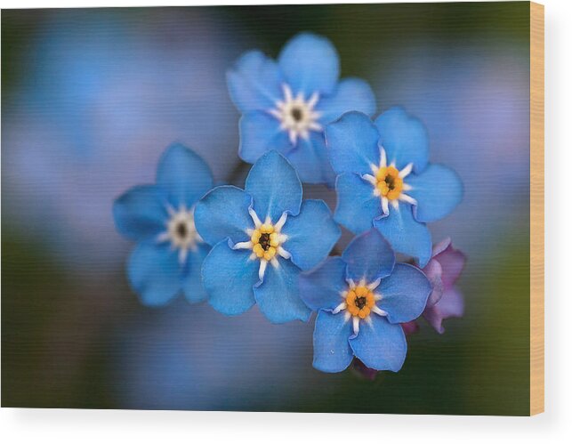 Forget Me Not Flower Wood Print featuring the photograph Out of the Blue by Shirley Mitchell