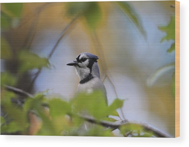 Bluejay In Tree Wood Print featuring the photograph Out on a limb by David Barker