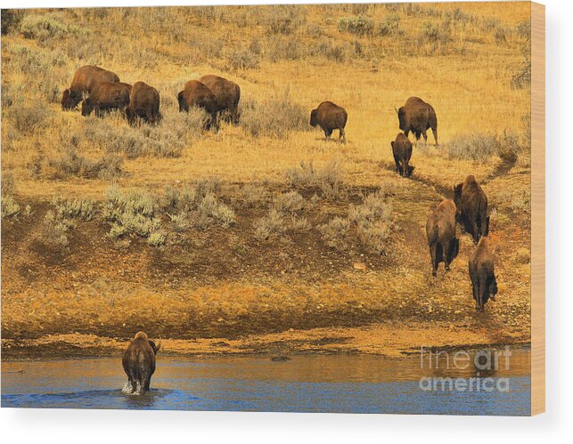 Bison Wood Print featuring the photograph Over The River And Up The Hill by Adam Jewell