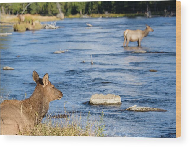 Wyoming Wood Print featuring the photograph Over There by Ryan Moyer