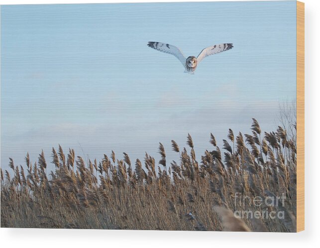 Owls Wood Print featuring the photograph Overhead Hunt by Heather King