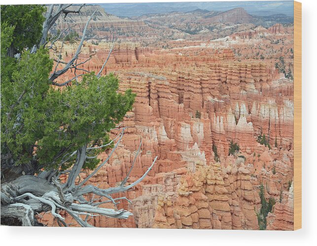 Bryce Wood Print featuring the photograph Overlooking Bryce Canyon by Bruce Gourley
