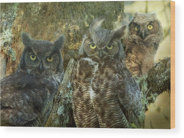 Owl Wood Print featuring the photograph Owl Family by Angie Vogel