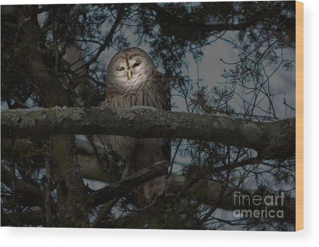 Owl Wood Print featuring the photograph Owl Mystique by Dani McEvoy