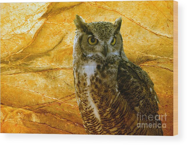 Animal Wood Print featuring the photograph Owl by Teresa Zieba