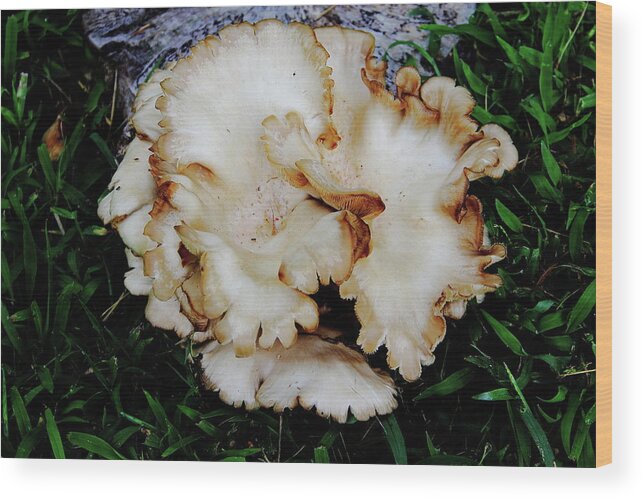  Oyster Mushroom Wood Print featuring the photograph Oyster Mushroom by Allen Nice-Webb