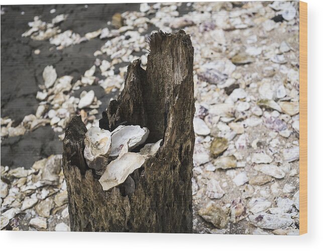 Bay Center Wood Print featuring the photograph Oyster Shells by Robert Potts