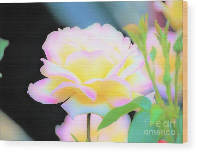 Rose Wood Print featuring the photograph Paint me Beautiful by Merle Grenz