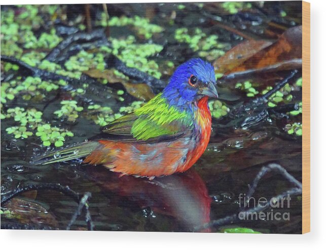 Bunting Wood Print featuring the photograph Painted Bunting After Bath by Larry Nieland