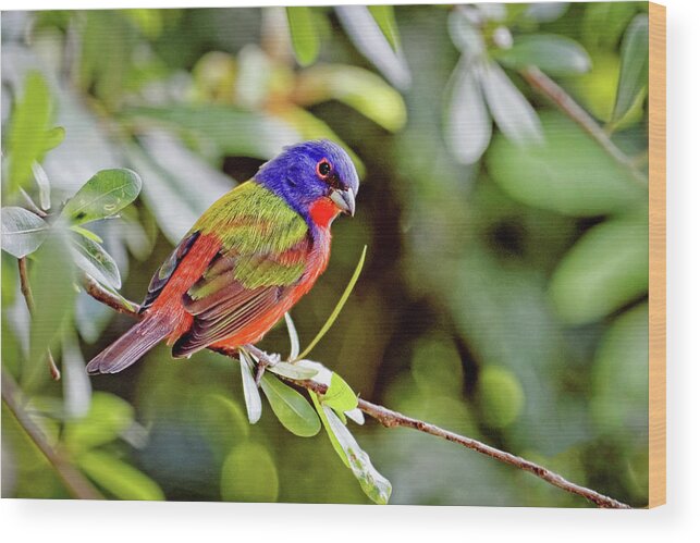 Alone Wood Print featuring the photograph Painted Bunting by Dawn Currie