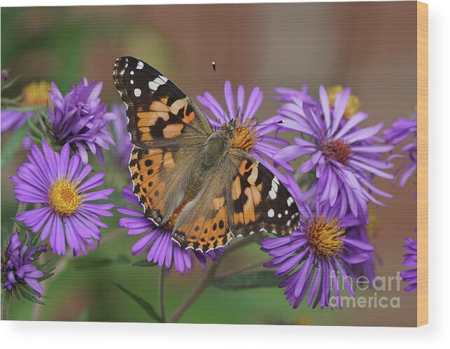 Painted Lady Wood Print featuring the photograph Painted Lady Butterfly and Aster Flowers by Robert E Alter Reflections of Infinity